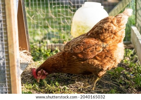 a beautiful chicken posing for the camera