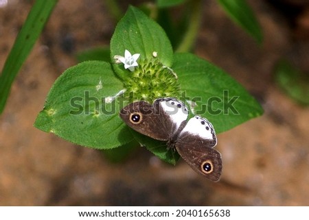 Beautiful brown buterfly in leaf with brown background. Nature photo.
