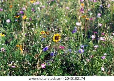                   colorful meadow with wild flowers             