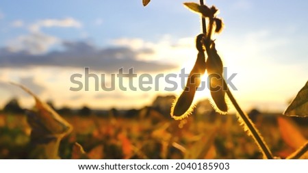 soybeans
Ripe golden-brown soybeans on a soybean plantation, at sunset, close-up. Soybean plant. Soybean pods. Soybean field in the golden glow. The concept of a good harvest. Royalty-Free Stock Photo #2040185903