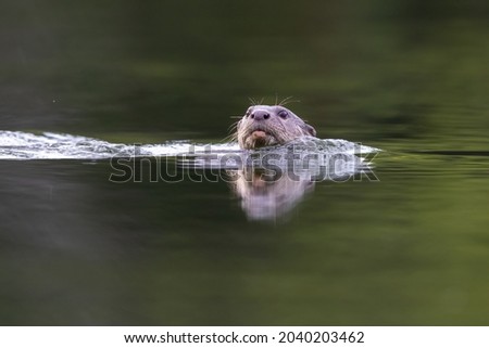 Otter found in a pond in the rainforest of Sandakan, Sabah, North Borneo, Malaysia