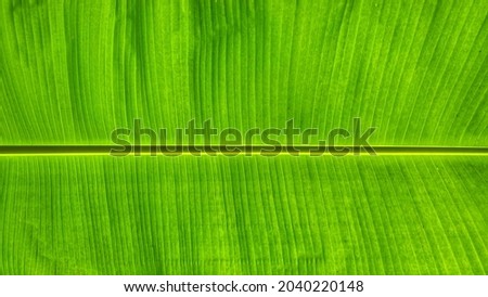 Top banana leaf for background and wallpaper copy space off nature concept