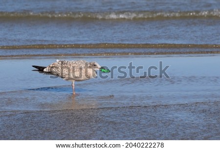 A seabird in focus picking up a plastic cigarette lighter from the shallow water as the tide goes out on a popular British beach. Plastic in food chain. Royalty-Free Stock Photo #2040222278