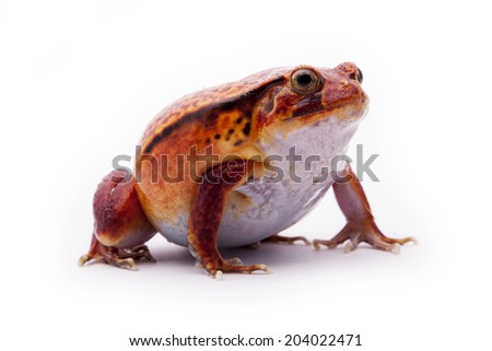 Tomato frog isolated on white background.