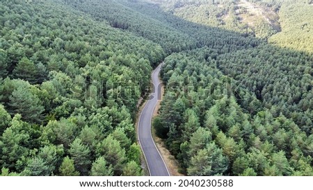 Aerial view of a road in a pine forest