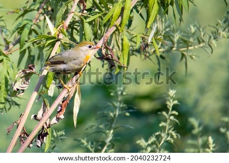 Japanese nightingale chick on a green branch in summer