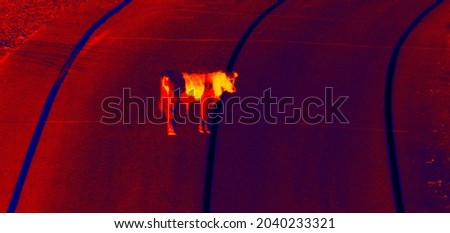 A stubborn bull is standing on the roadway of the highway. Illustration of thermal image