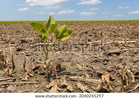 Soybean plant damage in farm field. Field flooding, crop damage, and crop insurance concept. Royalty-Free Stock Photo #2040245297