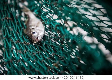 small fish stuck in a big fishing net Royalty-Free Stock Photo #2040246452