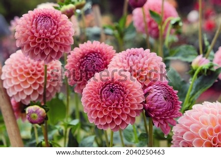   Pink Dahlia 'Jowey Winnie'' in flower Royalty-Free Stock Photo #2040250463