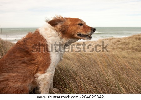 red dog on a windy hillside 