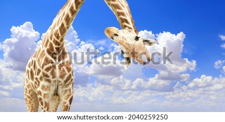 Giraffe face head hanging upside down. Curious gute giraffe peeks from above clouds. Fantastic scene with huge giraffe coming out of the cloud 