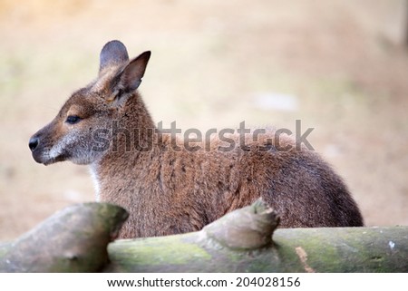 A kangaroo is sitting behind a log