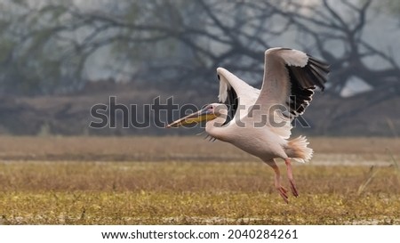 A beautiful side view of a flying Great white pelican or Rosy pelican (Pelecanus onocrotalus) in a blurred background at Keoladeo National Park, Bharatpur, Rajasthan, India Royalty-Free Stock Photo #2040284261