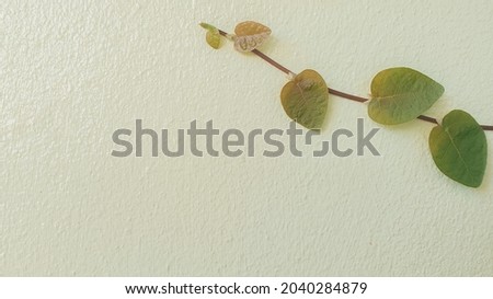 light green leaves on light yellow concrete wall
