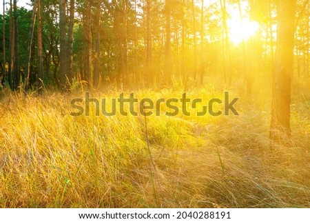 forest glade in light of sparkle sun, natural background