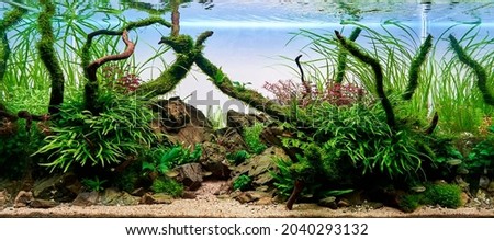 Freshwater planted aquarium (aquascape) with live plants and diamond tetra fish. Frodo stones and redmoor roots inside. Plants: trident, anubias, fissidens and java moss, ludwigia super red mini. Royalty-Free Stock Photo #2040293132