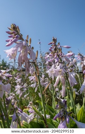 Close-up of gently lilac hosta flowers against the background of a bright summer blue sky. Selective focus.