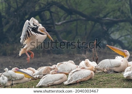 A group of Great white pelican or Rosy pelican (Pelecanus onocrotalus) in an island at Keoladeo National Park, Bharatpur, Rajasthan, India Royalty-Free Stock Photo #2040303467