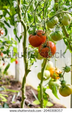 Tomatoes in a greenhouse cracked from heat and improper watering. Vertical frame, selective focus.