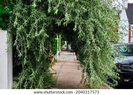 A pendulous willow leaved pear tree (pyrus salicifolia - pendula) forms a tunnel on the pavement Royalty-Free Stock Photo #2040317573