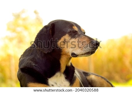 peaceful sleeping dog lying on lawn with yellow blurred background
