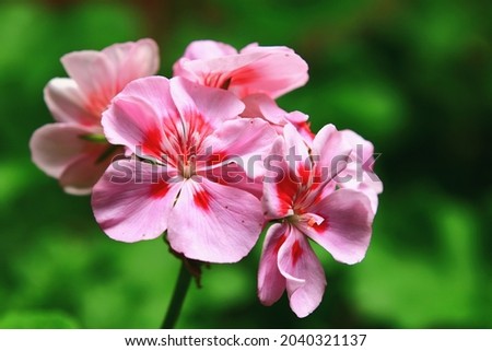 blooming colorful Fish Geranium(Zonal Geranium,House Geranium,Horseshoe Geranium) flowers,close-up of pink with red flowers blooming in the garden Royalty-Free Stock Photo #2040321137