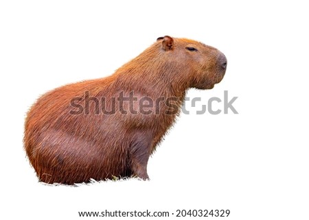 Capybara isolated, sitting in side closeup, on white background. Royalty-Free Stock Photo #2040324329