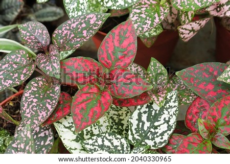 Various colored leaves in polka dot plants Royalty-Free Stock Photo #2040330965