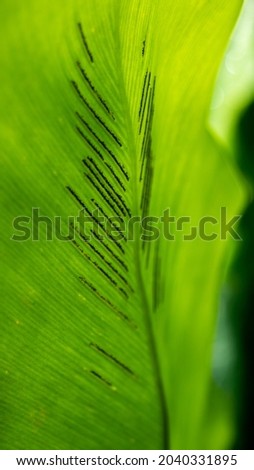 The Abstract of Bird's Nest Fern Leaf Spores Growing in The Garden