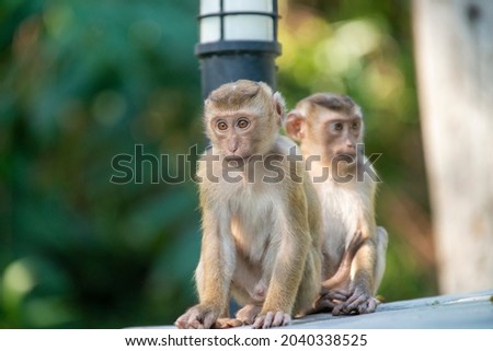 Baby monkeys free on a mountain near Phuket city