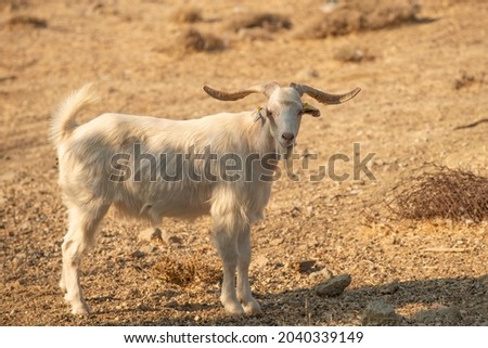 White goat in the middle of a wasteland