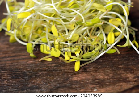  young sunflower sprouts on wooden background. 