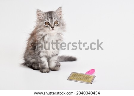 A cute little kitten is sitting next to a comb on a white background. Animal care. A place to copy. copy space