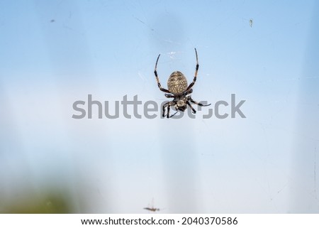 Spider sits on a spider cobweb.  Royalty-Free Stock Photo #2040370586
