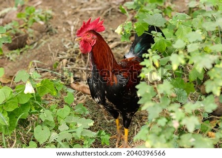 rooster in green grass - stock photo