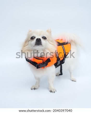 A long haired chihuahua dog wearing a life jacket standong and looking up. White background.