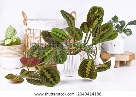 Tropical 'Maranta Leuconeura Fascinator' houseplant with leaves with exotic red stripe pattern with other home decor items Royalty-Free Stock Photo #2040414188