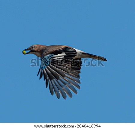 a bird Garrulus glandarius flying with a fruit in its beak