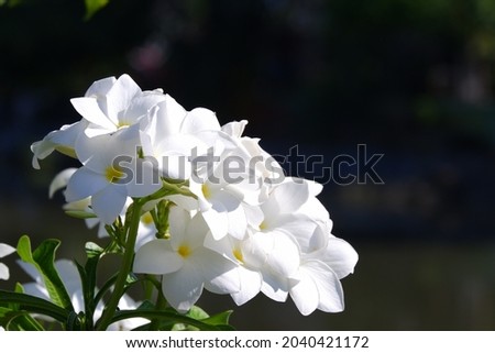 Beautiful white flower in the garden at summer season