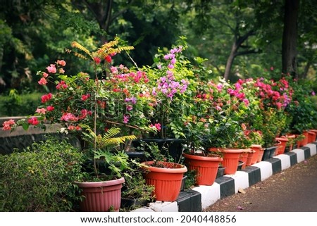 Various colors of bougainvillea flowers planted on pots in roadside 