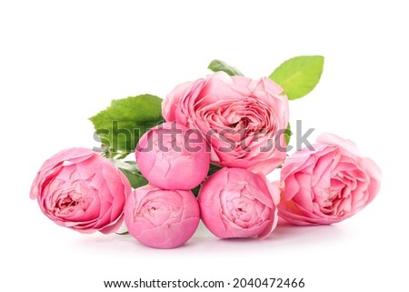 Beautiful peony roses on white background