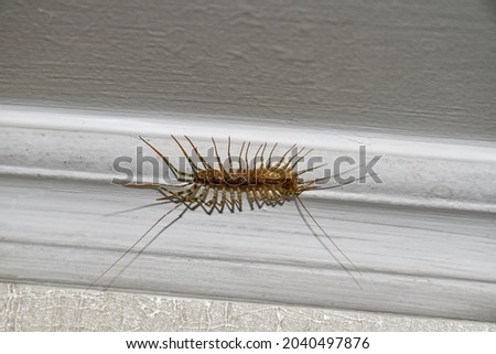 House centipede on the ceiling in the house Royalty-Free Stock Photo #2040497876