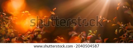 Autumn natural background with red leaves and cobwebs in sunlight at sunset, banner place for text