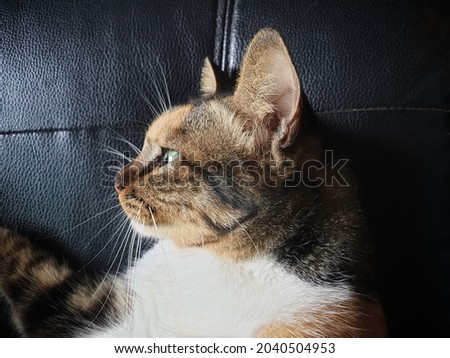 picture of cat sitting on black leather chair.