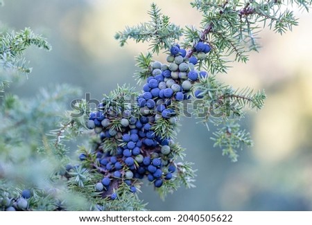Juniperus communis, the common juniper, is a species of small tree or shrub in the cypress family Cupressaceae. Juniperus communis branch with fresh blue cones. Royalty-Free Stock Photo #2040505622