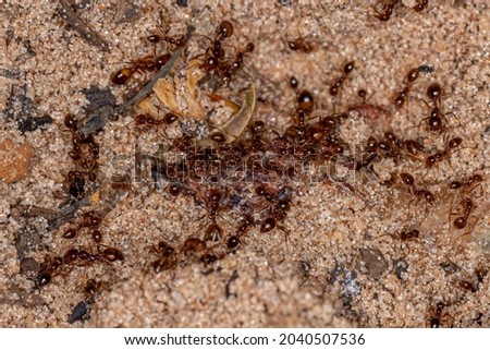 Adult Fire Ants of the Genus Solenopsis