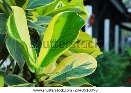 Close up plant leaves. The leaf has two tone colors, half green half yellow.