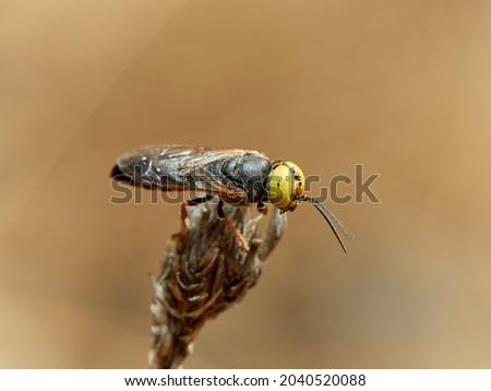 Wasp with big yellow eyes. Family Crabronidae. Genus Tachysphex.       