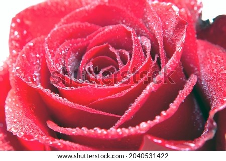 Rose flower bud close-up, rose flower in dew drops macro photo for printing